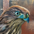 Hawk