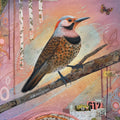 Norther Flicker
